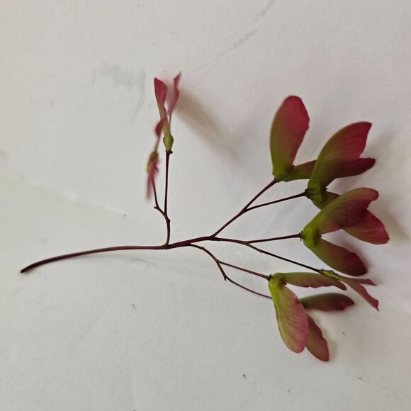 30 Red Japanese Maple Tree Seeds - Acer Palmatum - Picture 7 of 16